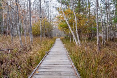 Sonbaharda yapraksız huş ağaçlarının oluşturduğu bataklık ormanında boardwak bomboş. Acadia Ulusal Parkı, ME, ABD.