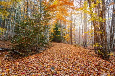 Sonbaharda günbatımında düşen yapraklarla kaplı orman izleri. Acadia Ulusal Parkı, ME, ABD.