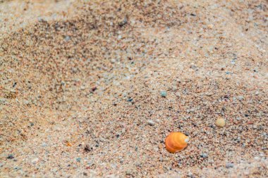 Sahilde deniz kabuğu