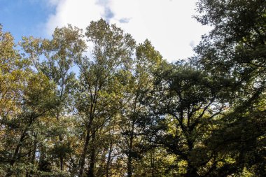 Sonbaharda güzel bir orman