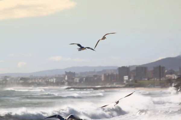 Gaviota Volando Sobre Mar —  Fotos de Stock