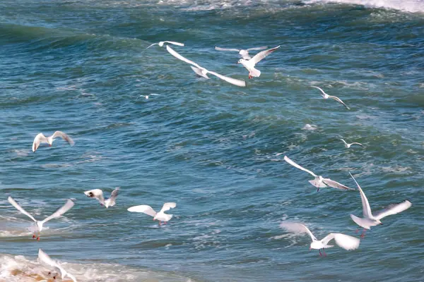 Gaviotas Blancas Volando Playa —  Fotos de Stock
