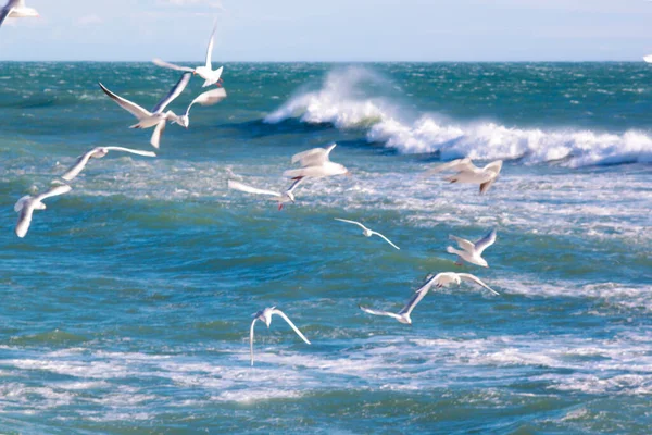 Martılar Denizde Uçuyor — Stok fotoğraf