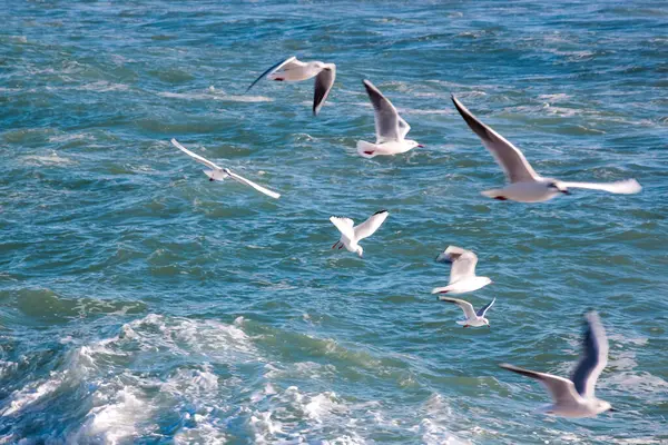 Martılar Denizin Üzerinde Mavi Gökyüzünde Uçuyor — Stok fotoğraf