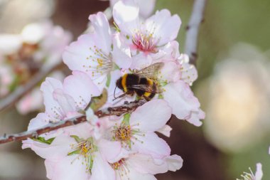 Arı polen üzerinde beyaz bir çiçek toplama