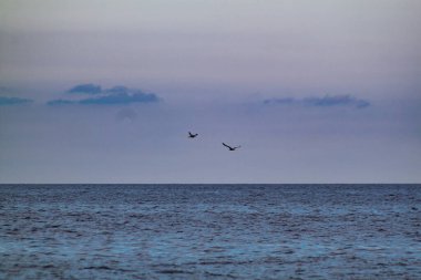 Gökyüzünde martı