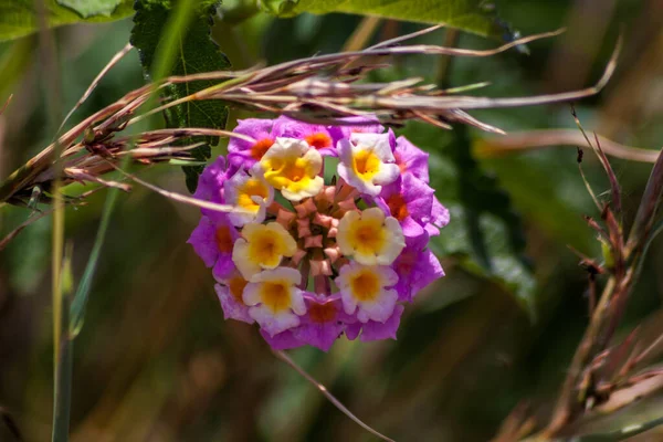 Doğanın arka planında güzel çiçekler