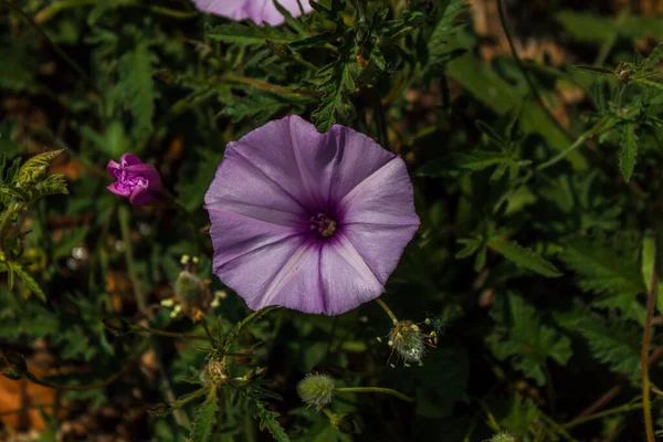 Ormanda güzel mor çiçekler