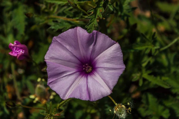 Bahçedeki mor çiçeğin yakın çekimi.