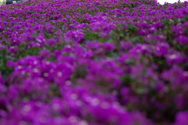 Fondo Flores Colores Con Color Púrpura Flor Parque Jardín Flores —  Fotos de Stock