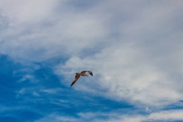 Чайка Літає Небі — стокове фото