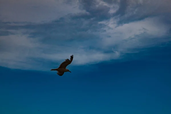 Martı Gökyüzünde Uçuyor — Stok fotoğraf
