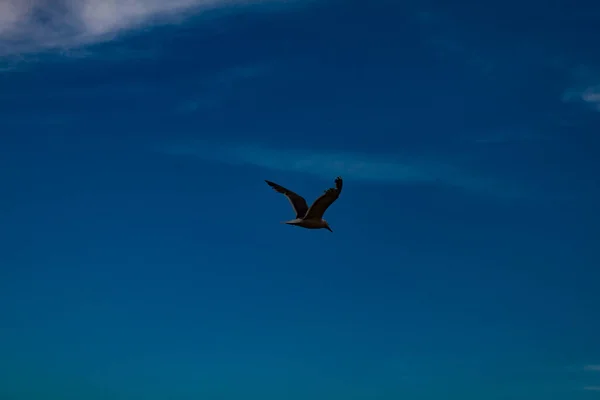 Gaviota Volando Cielo —  Fotos de Stock