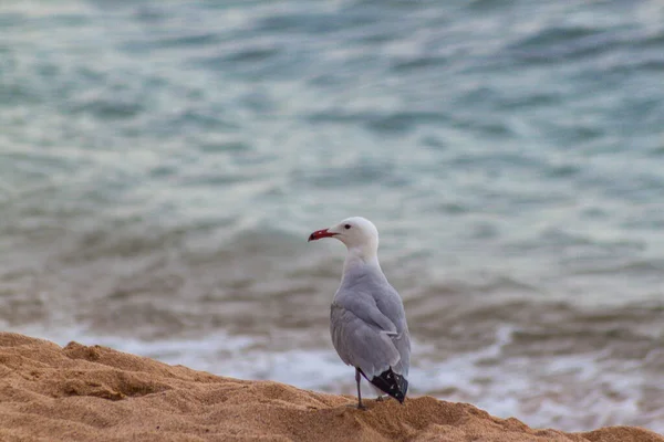 Mewa Plaży — Zdjęcie stockowe