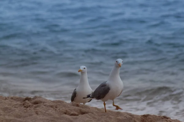 İki martı sahilde yürüyor..