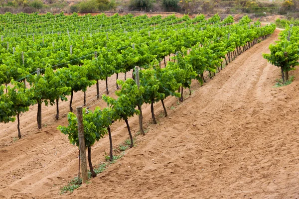 İspanya 'da yeşil yapraklı üzüm bağları.