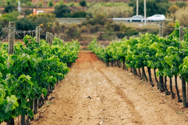 Kırsaldaki tepede bir üzüm bağı.