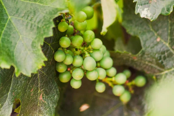 taze yeşil üzüm yakın çekim