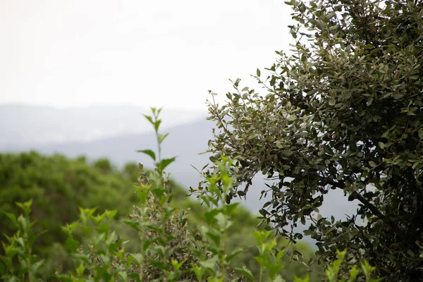 乡村的橄榄树 — 图库照片