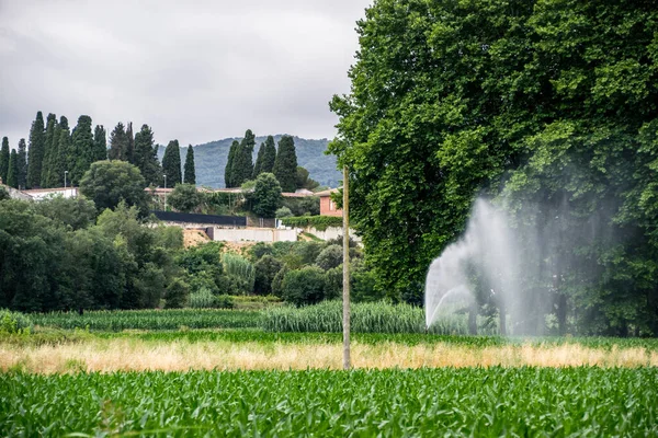 Çayırların arasında bir pınar...