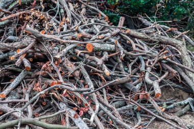 Yağmurdan sonra ormandaki ağaç dalları yığını