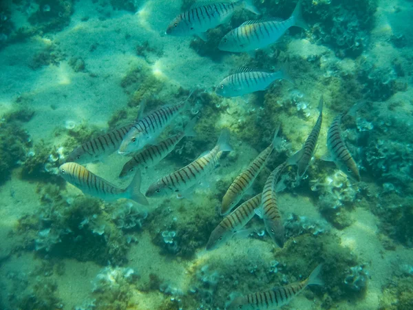 Korallrev Fisk Med Fisk — Stockfoto