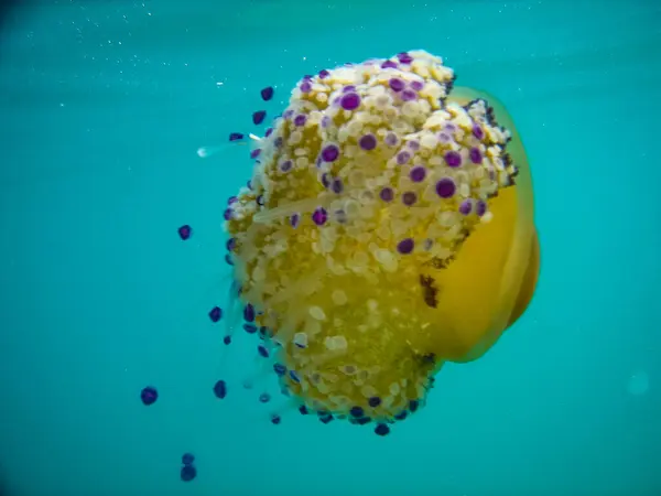 Close View Jellyfish — стоковое фото