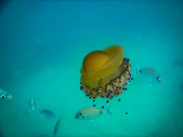 水下五彩斑斓的水母 — 图库照片