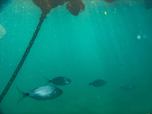 Undervattensfoto Ett Havsliv Med Fisk Havet — Stockfoto