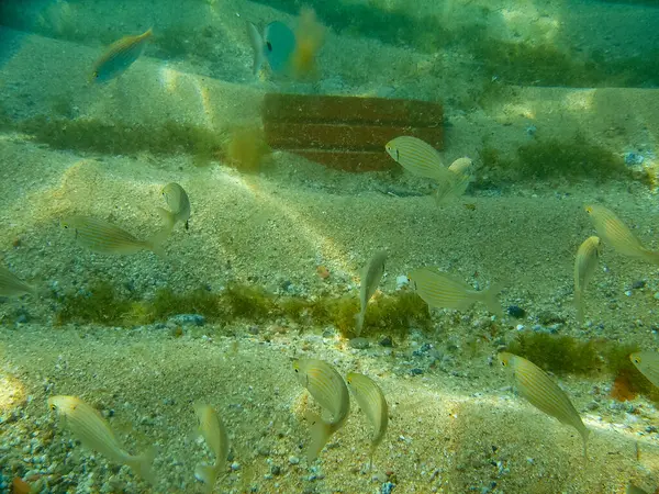 Underwater View Fish — Stock Photo, Image