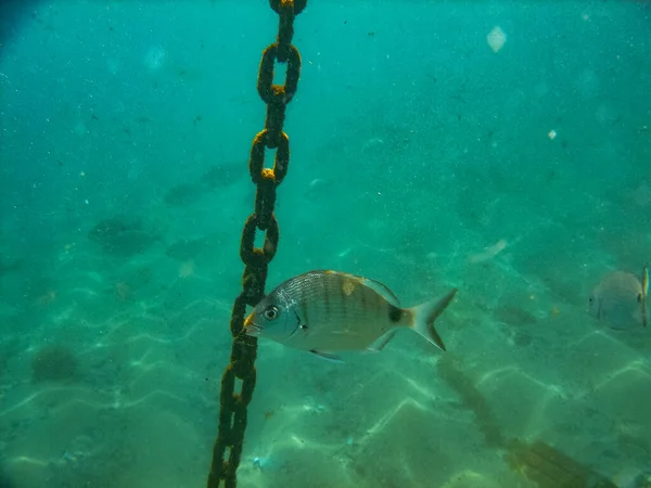 underwater scene with fish in the sea. underwater scene