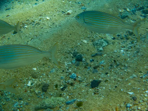 Undervattensutsikt Över Det Vackra Havslivet — Stockfoto