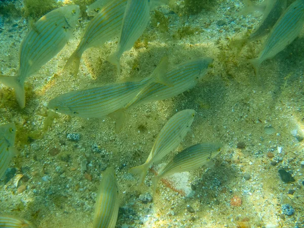 Unterwasserfotos Von Meereslebewesen — Stockfoto