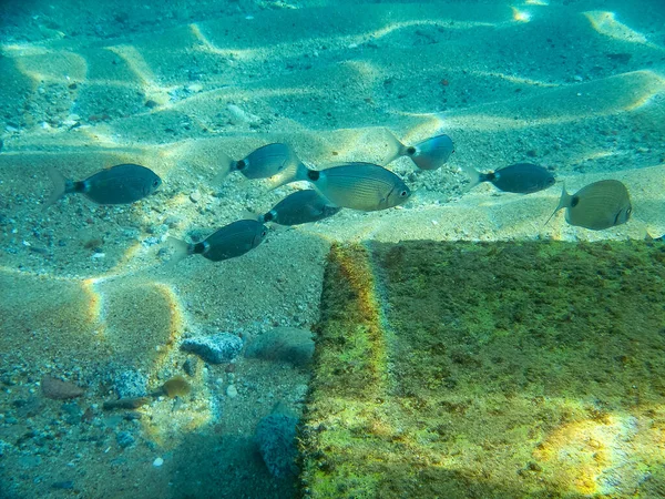 Denizde balık. Su altı dünyası