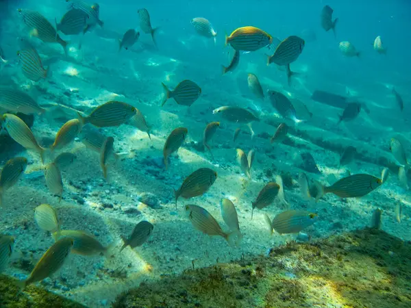 Tropikal balıklarda mercan resifi olan sualtı sahnesi