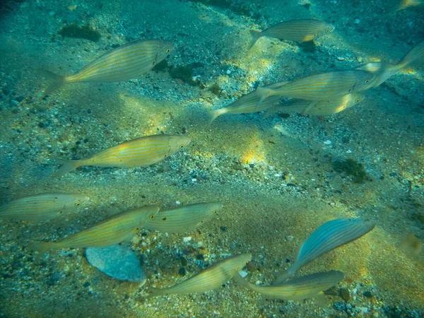 Deniz yaşamının sualtı sahnesi