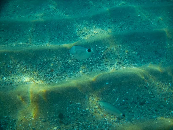 Морська Риба Чистій Воді Піщаному Дні Океану — стокове фото