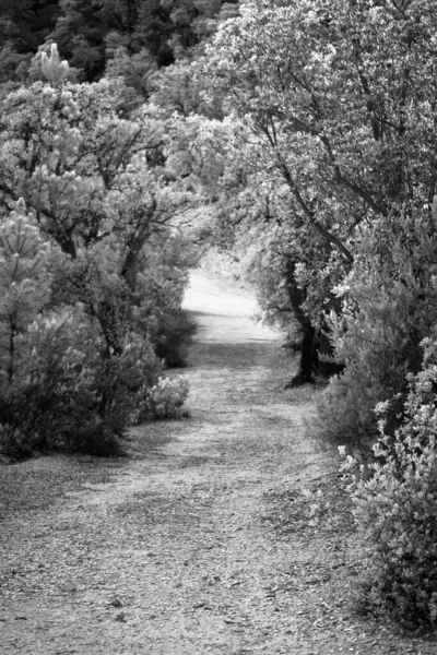 Parktaki ağaçların siyah beyaz fotoğrafı