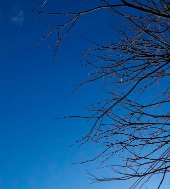 Ormanın güzel manzarası