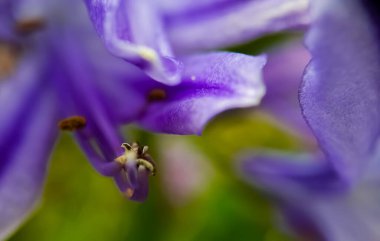 Bahçedeki güzel çiçekler
