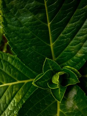 Yeşil çiçek açan bitki tomurcuklarımızın büyüleyici güzelliğini keşfedin, doğanın yenilenmesinin ve canlanmasının bir sembolü. Her tomurcuk, yemyeşil bir sergi haline gelme potansiyeli ile sıkıca doldurulmuş, hayat dolu bir vaattir.