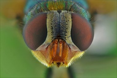 Odak istifleme yöntemi kullanılarak bir yerli sineğin uç makro fotoğrafçılığı.