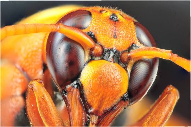 Bir eşekarısının aşırı makro fotoğrafı. Çoklu resimler odak demiryolu kullanılarak çekildi ve Helicon odak yazılımı kullanılarak istiflendi.