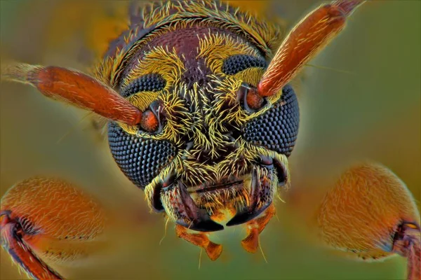 Küçük Bir Böceğin Aşırı Makro Fotoğrafçılığı Çoklu Resimler Odak Demiryolu — Stok fotoğraf