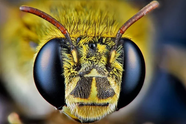大黄蜂的极端宏观摄影 使用焦点轨和堆栈使用Helicon焦点软件拍摄的多幅图像 — 图库照片