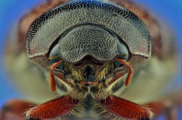 甲虫的极端宏观摄影 使用焦点轨和堆栈使用Helicon焦点软件拍摄的多幅图像 — 图库照片