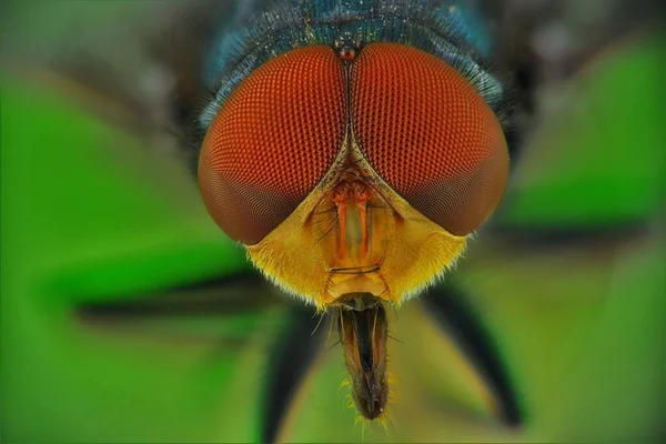 Extreme Makroaufnahmen Einer Heimischen Fliege Mehrere Bilder Die Mittels Fokusschiene — Stockfoto