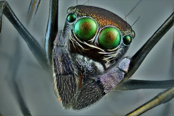 蚂蚁模仿蜘蛛的极端宏观摄影 使用焦点轨和堆栈使用Helicon焦点软件拍摄的多幅图像 — 图库照片