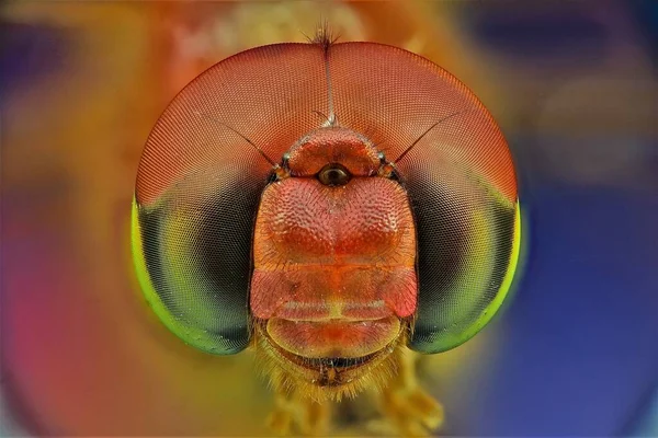 龙苍蝇的极端宏观摄影 使用焦点轨和堆栈使用Helicon焦点软件拍摄的多幅图像 — 图库照片