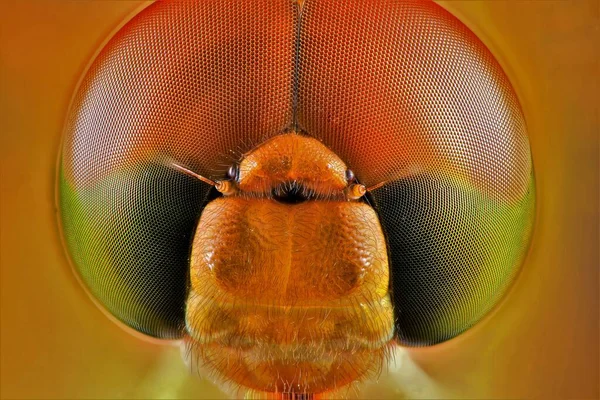 Extreme Makroaufnahmen Einer Libelle Mehrere Bilder Die Mittels Fokusschiene Aufgenommen — Stockfoto